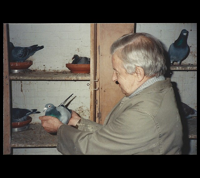 路易斯在鸽舍向我展示世界铭鸽“烟囱号”（Belg 6371905-76）。后来我将这只鸽子作为礼物送给了汉克·克雅拉斯。